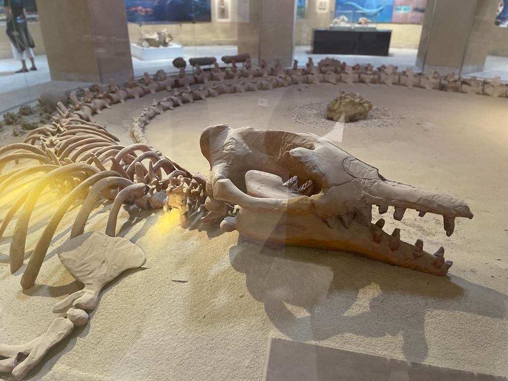 dinosaur fossil in fayoum