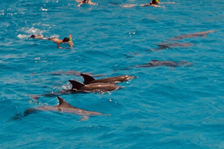 Dolphin House Hurghada